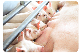 納豆菌・米ぬか・竹炭を混合・発酵処理したものを、ミルクから肥育豚、種豚の全飼育豚に0.5％の割合で配合飼料に添加しています。